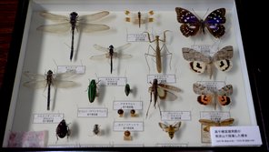 「九州大学 彦山生物学実験施設」画像